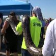 Pitone lungo 5,1 metri catturato in Florida, è record