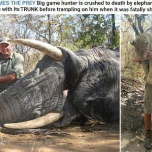 Cacciatore muore schiacciato da elefante ucciso dal compagno di caccia