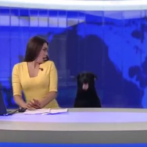 YOUTUBE Russia, cane in studio: conduttrice sgrana occhi dallo spavento