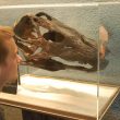 La testa della nuova specie di dinosauro scoperta dai due paleontologi