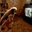 Dog Tv, il canale che fa compagnia al cane quando non ci sei