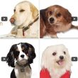 Dog Tv, il canale che fa compagnia al cane quando non ci sei03
