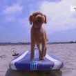 Dog Tv, il canale che fa compagnia al cane quando non ci sei04