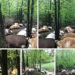 Fulmine centra e uccide 32 mucche. La foto diventa virale: "Danno di 60mila dollari"
