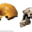 Sudafrica, scoperti i resti di tre ominidi naledi03