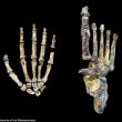 Sudafrica, scoperti i resti di tre ominidi naledi05
