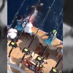 Messico, figlio miliardario uccide squalo tigre a colpi di pistola
