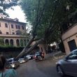 Albero cade in via XXX Aprile a Roma e schiaccia auto in sosta