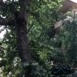 Albero cade in via XXX Aprile a Roma e schiaccia auto in sosta