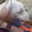 Londra, salva cane nel Tamigi: i soccorsi recuperano entrambi