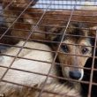 Cina, il Festival della carne di cane si farà nonostante il divieto05