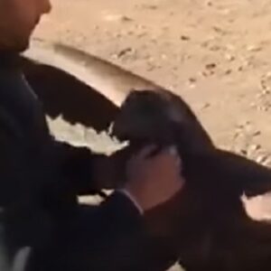 Il condor che abbraccia il suo soccorritore ogni volta che lo vede