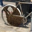 Sciame da diecimila api colonizza bicicletta in centro a Milano
