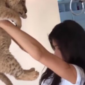 Cucciolo di leone fa la pipì addosso alla modella