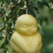 Pere a forma di Buddha e mele quadrate: crescono così sugli alberi. Come fanno?01
