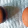 Gallina depone raro uovo a forma di pallina da ping pong: all'asta su eBay02