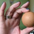 Gallina depone raro uovo a forma di pallina da ping pong: all'asta su eBay03