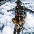 Siara, il pastore belga che si lancia con il paracadute da 4mila metri FOTO