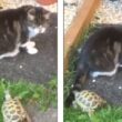 Tartaruga si attacca alla coda del gatto