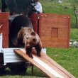 Orso ferisce uomo in Trentino, lo vogliono abbattere. Ira animalisti: "No Daniza bis"02