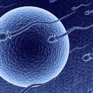 Allarme spermatozoi, in 40 anni diminuiti del 60% in Occidente