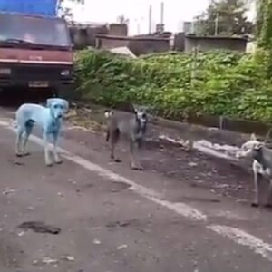 YOUTUBE India, allarme inquinamento: il pelo dei cani diventa blu