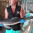 Cucciolo delfino spiaggiato muore: colpa dei bagnanti