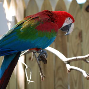 Vailate (Cremona), pallonata uccide pappagallo raro: proprietario chiede 150mila euro di risarcimento