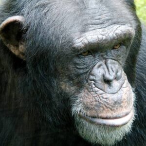 Scimpanzé sanno giocare a morra cinese: sasso, forbice, carta...