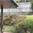 Australia, pitone mimetizzato nel giardino