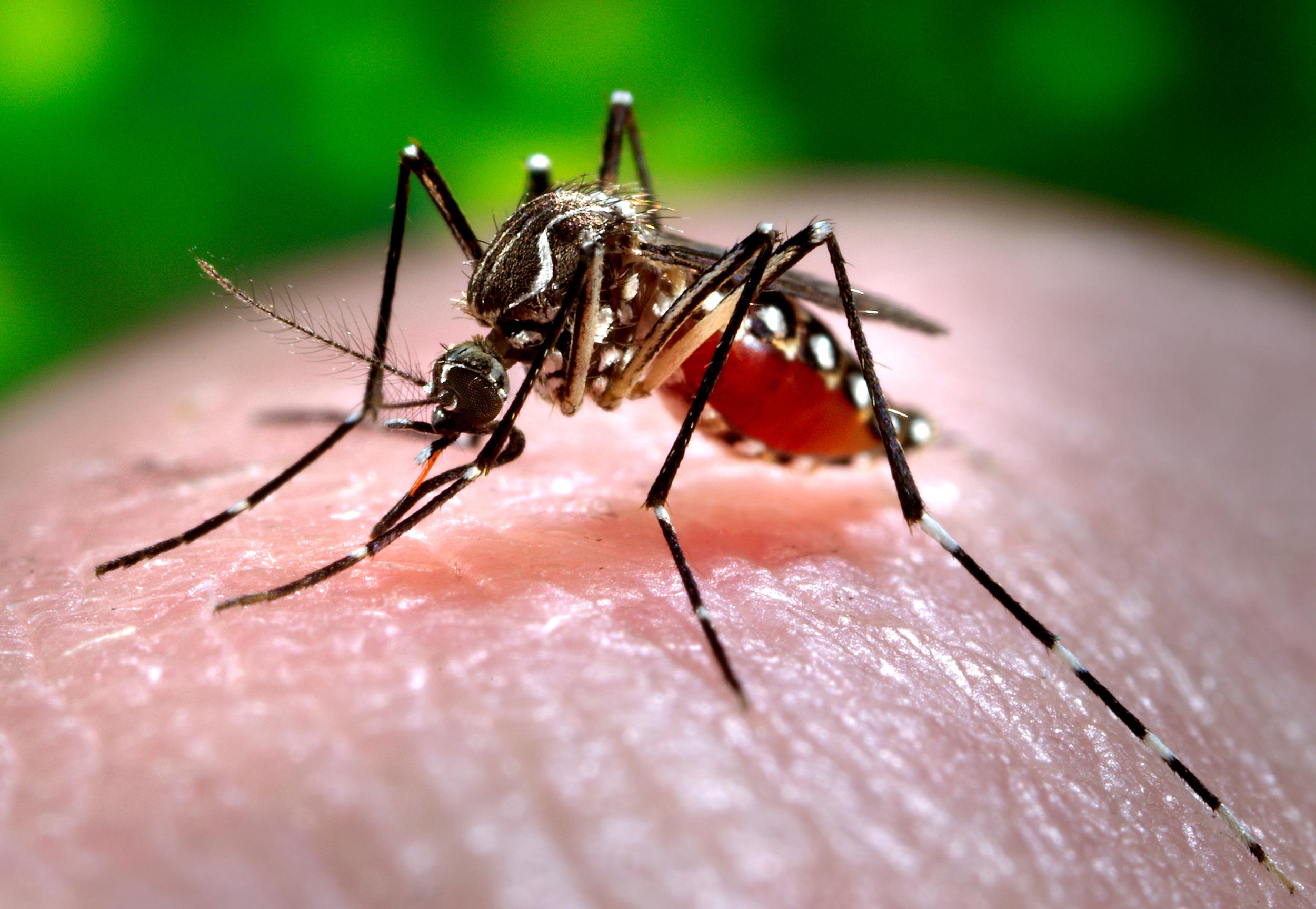 Chikungunya, e sindaca Raggi non disinfestò...per il sacro blog: gli insetticidi come i vaccini
