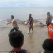Filippine, strana creatura morta sulla spiaggia di Maasin