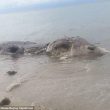 Filippine, strana creatura morta sulla spiaggia di Maasin