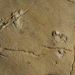 Creta: mistero impronte umane 5,7 milioni di anni fa. Ma allora gli uomini erano solo in Africa02