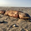 Uragano Harvey, il mostro marino trovato morto sulla spiaggia di Texas City
