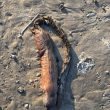 Uragano Harvey, il mostro marino trovato morto sulla spiaggia di Texas City