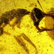Vladi, la formica vampiro intrappolata in una goccia di ambra 98 mln di anni fa1