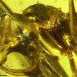 Vladi, la formica vampiro intrappolata in una goccia di ambra 98 mln di anni fa02