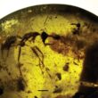 Vladi, la formica vampiro intrappolata in una goccia di ambra 98 mln di anni fa04