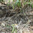 Serpente gigante nascosto nel cespuglio: riesci a vederlo? FOTO 01