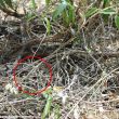 Serpente gigante nascosto nel cespuglio: riesci a vederlo? FOTO 02