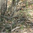 Serpente gigante nascosto nel cespuglio: riesci a vederlo? FOTO 03