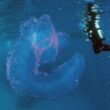 Australia, sub avvistano raro unicorno di mare FOTO: ecco di cosa si tratta