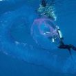 Australia, sub avvistano raro unicorno di mare FOTO: ecco di cosa si tratta