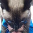gatto-testa-moda-occhi-azzurri