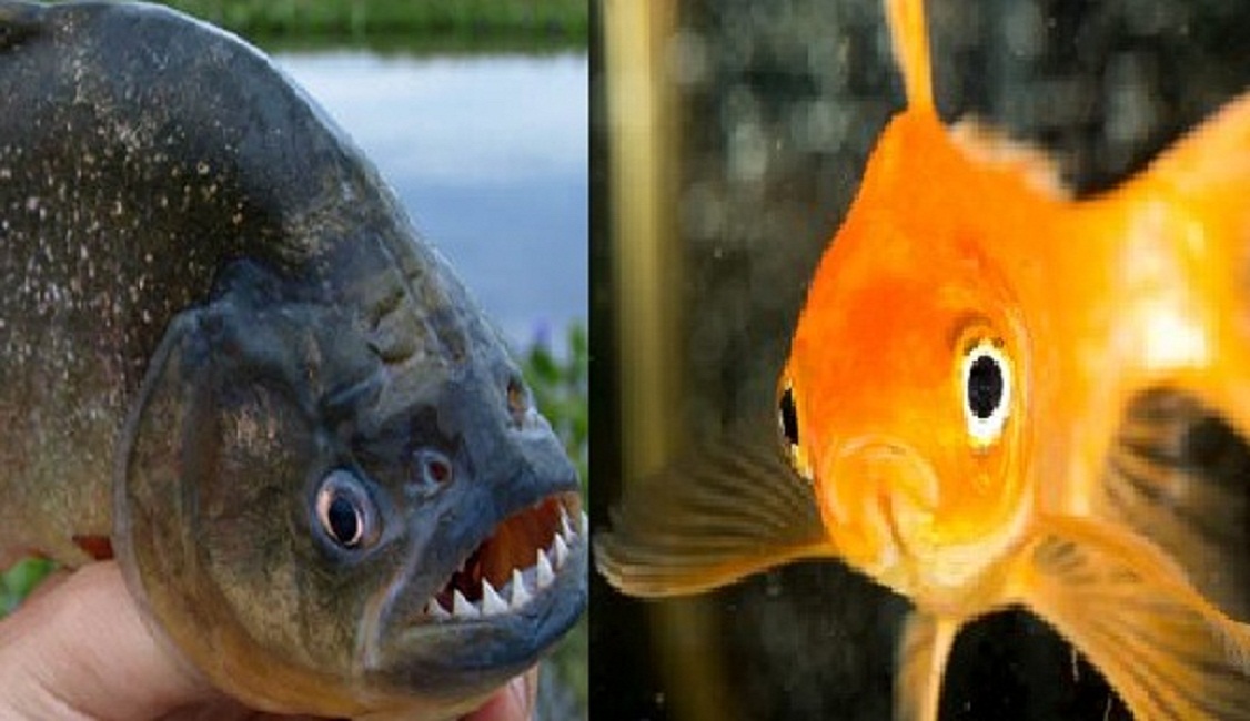 Pesci-rossi-piranha