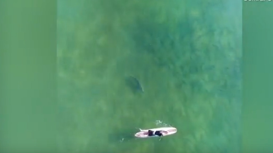 squalo-drone-