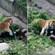 tigre-attacca-custode-