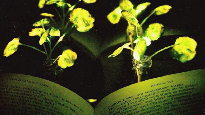 piante-lampadina