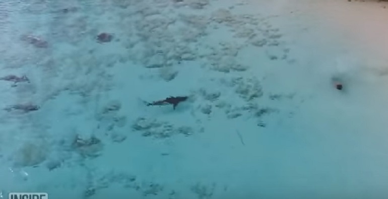 bahamas-squali